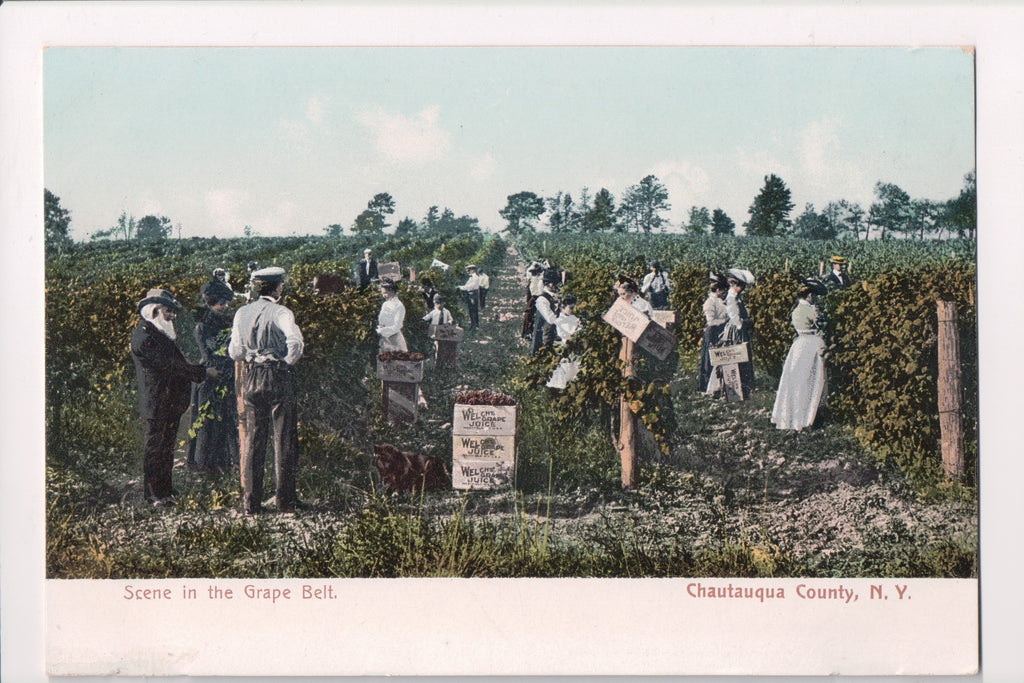 NY, CHAUTAUQUA COUNTY - WELCHs GRAPE JUICE advertisement, workers (original SOLD) E04