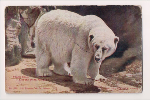 Animal - Bear postcard, Polar - Lincoln Park - Chicago, IL - C06798