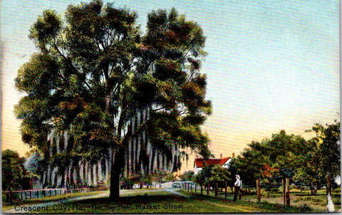 FL, Crescent City - Market St, big oak, man, house - 1909 postcard - C17556