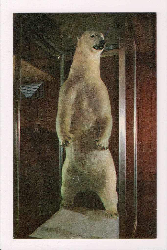 Animal - Bear postcard, Polar - WHITE KING stuffed - Elko, NV - CR0362