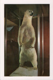 Animal - Bear postcard, Polar - WHITE KING stuffed - Elko, NV - CR0362