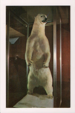 Animal - Bear postcard, Polar - WHITE KING stuffed - Elko, NV - CR0362