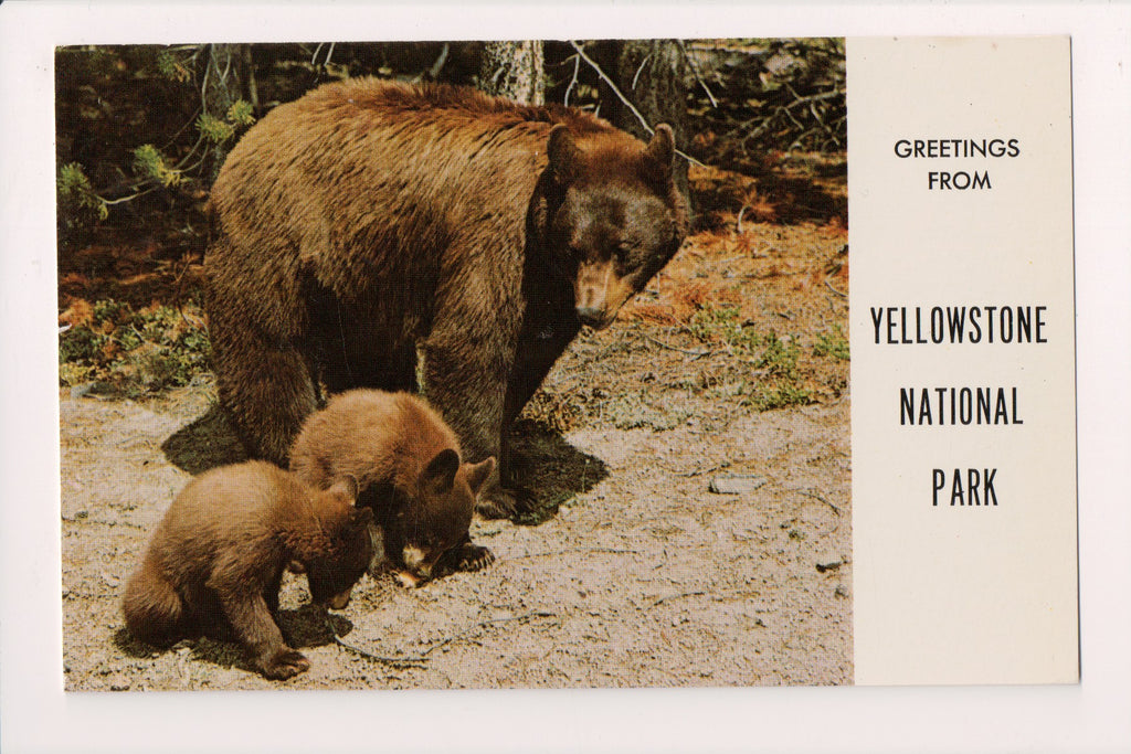 WY, YELLOWSTONE - National Park greetings - bear and cubs - CR0432