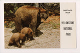 WY, YELLOWSTONE - National Park greetings - bear and cubs - CR0432