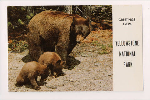 WY, Yellowstone - National Park greetings - bear and cubs - CR0432