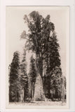 CA, SEQUOIA NATIONAL PARK - General Sherman Tree - RPPC DG0123
