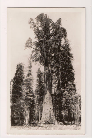 CA, Sequoia National Park - General Sherman Tree - RPPC DG0123