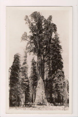 CA, SEQUOIA NATIONAL PARK - General Sherman Tree - RPPC DG0123
