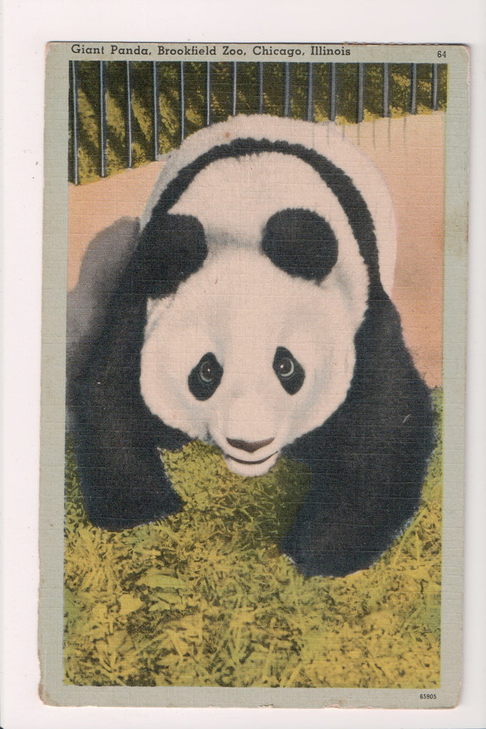 Animal - Bear postcard - Panda MEI-MEI - Chicago, IL - R00629