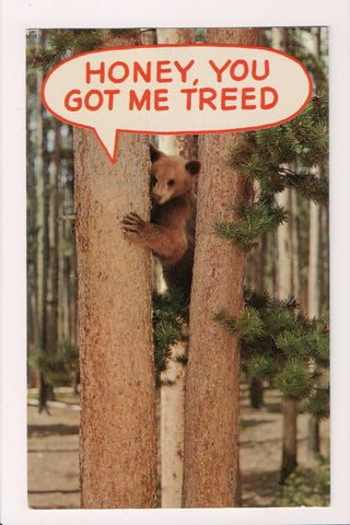 Animal - Bear postcard - Honey, you got me treed - sw0141
