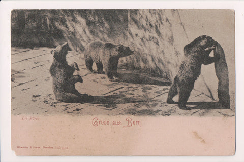 Animal - Bear / Bears postcard - Gruss aus Bern - w00375