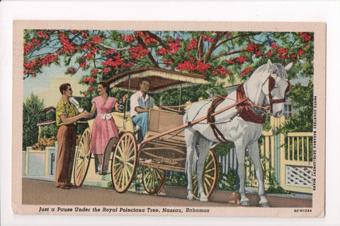 Foreign postcard - NASSAU, Bahamas- Horse and buggy closeup - A10058