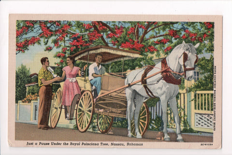 Foreign postcard - Nassau, Bahamas - Horse and buggy closeup - A10058
